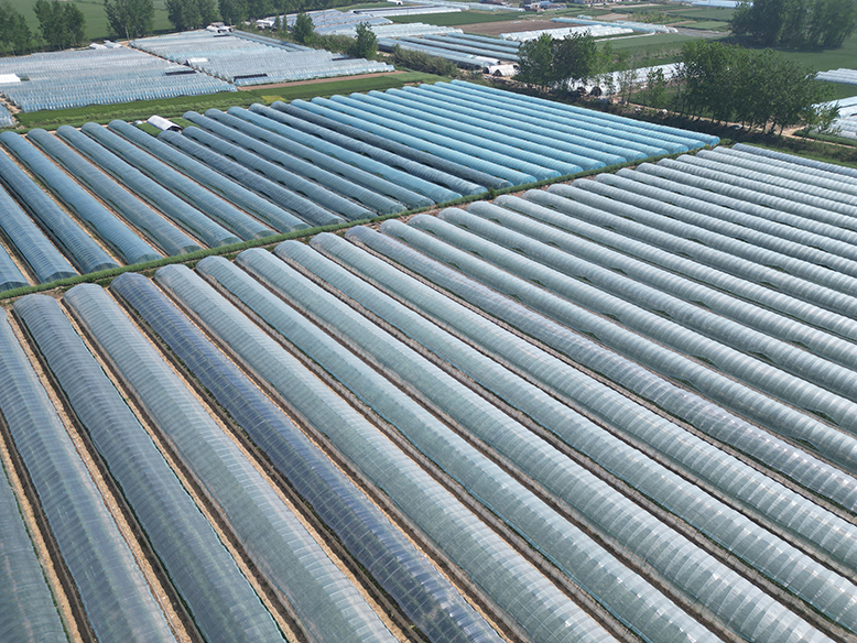 东坎街道单庄村西瓜种植基地