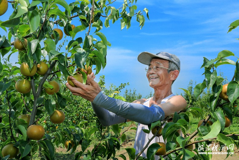 臺(tái)灣66歲老人李中堅(jiān)投資經(jīng)營蝴蝶蘭花卉園及水果園