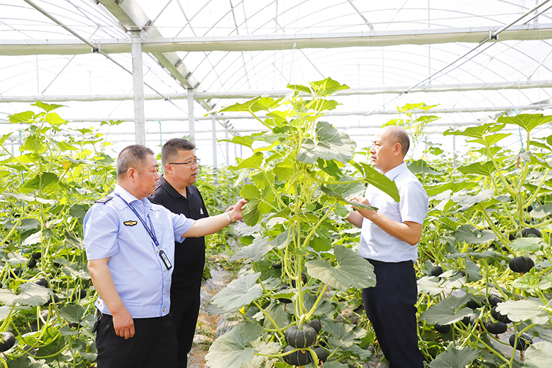 縣植保站技術(shù)人員到縣農(nóng)業(yè)園瑞杰公司南瓜種植基地現(xiàn)場(chǎng)指導(dǎo)